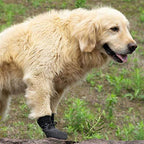 Wasserdichte Hundeschuhe für Wandern und Laufen