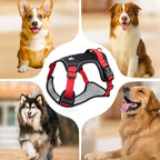 Hundegeschirr Set mit LED-Halsband – Anti-Zieh Design