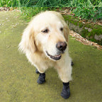 Wasserdichte Hundeschuhe für Wandern und Laufen