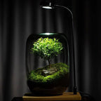 Moos-Terrarium mit Miniaturlandschaft im Glas