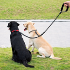 Double leash with 360° swivel – Never tangles again
