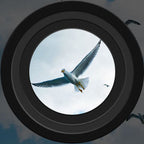 Fernglas 8x35 für Vogelbeobachtung und Outdoor-Abenteuer