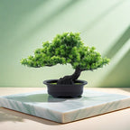 Immergrüner Bonsai -   Mivoza Deutschland