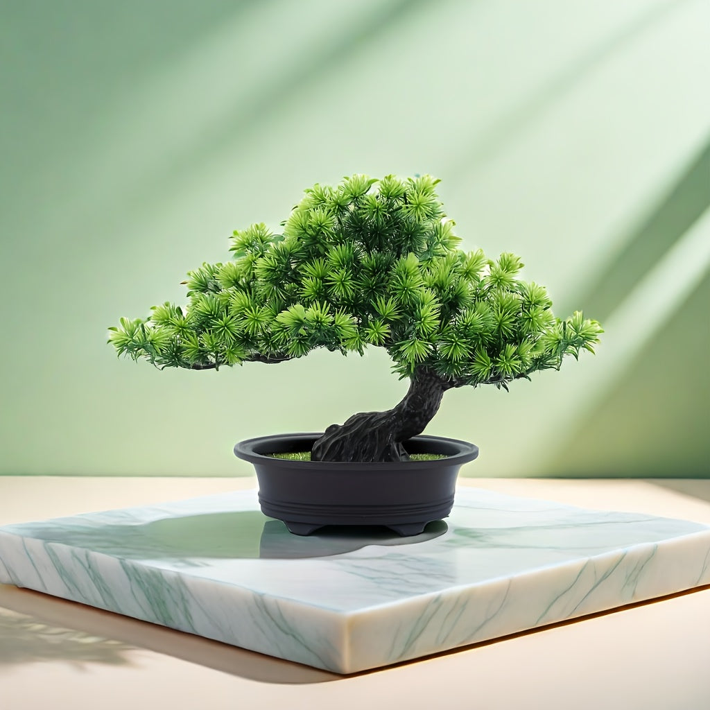 Immergrüner Bonsai -   Mivoza Deutschland