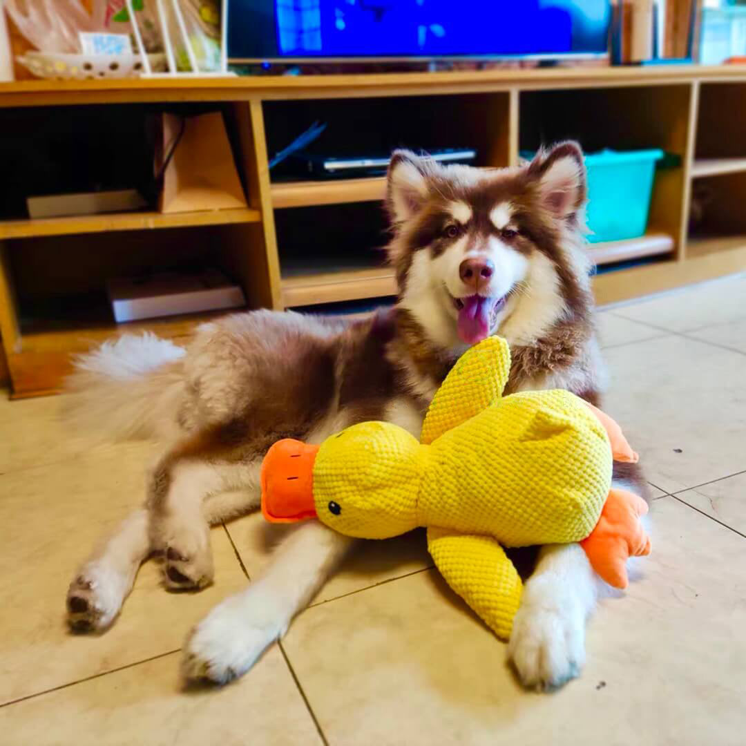 Dog Toy Duck with Squeaker Function