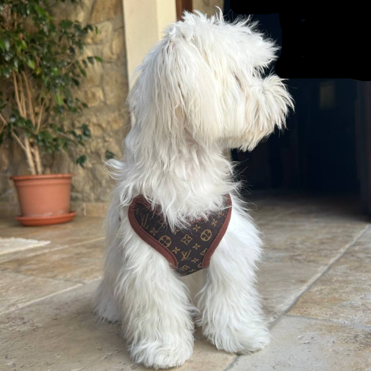 Dog Harness Set with Leash – Soft Chest Ring