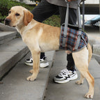 Orthopedic Dog Harness for Hind Legs – Walking Aid for Older Dogs