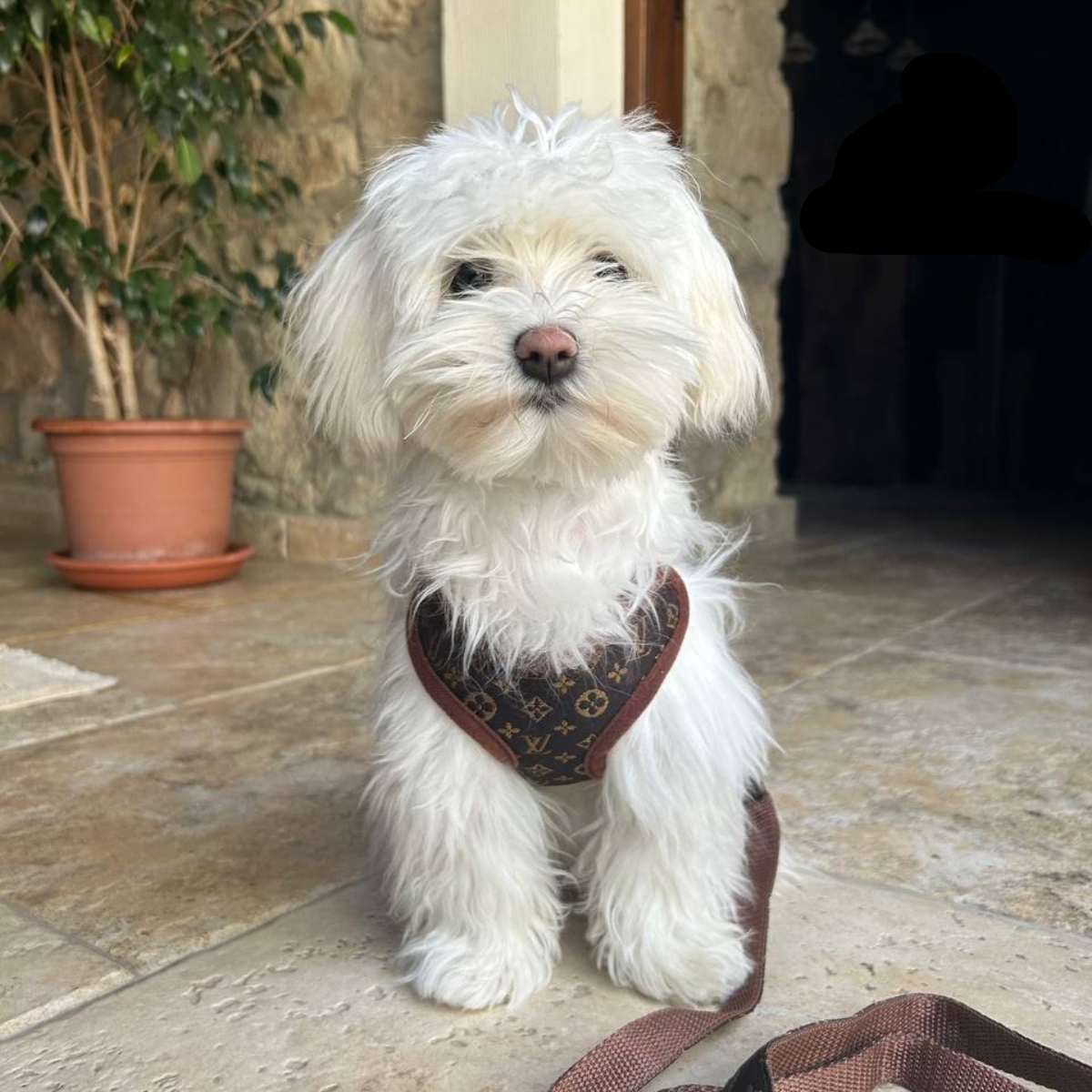 Dog Harness Set with Leash – Soft Chest Ring