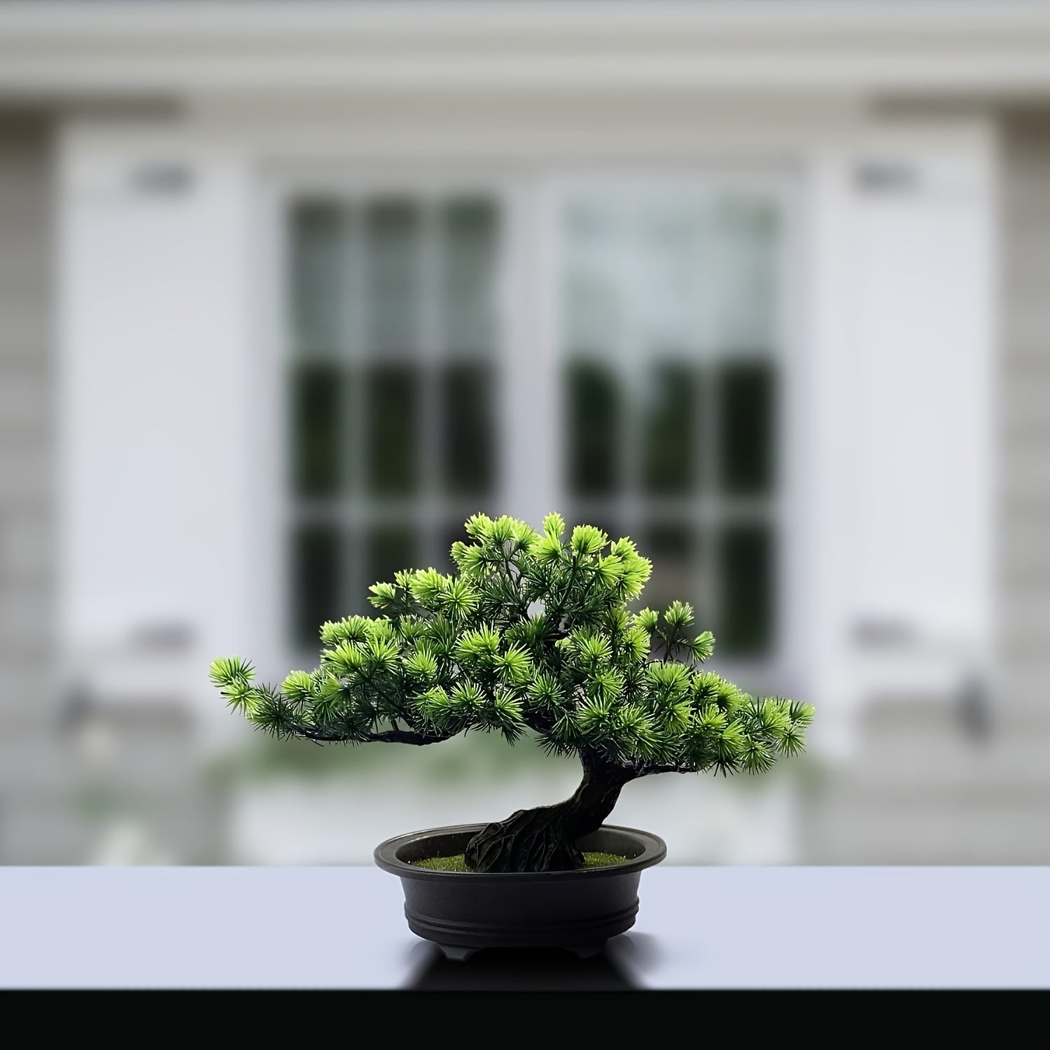 Immergrüner Bonsai -   Mivoza Deutschland