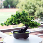 Immergrüner Bonsai -   Mivoza Deutschland