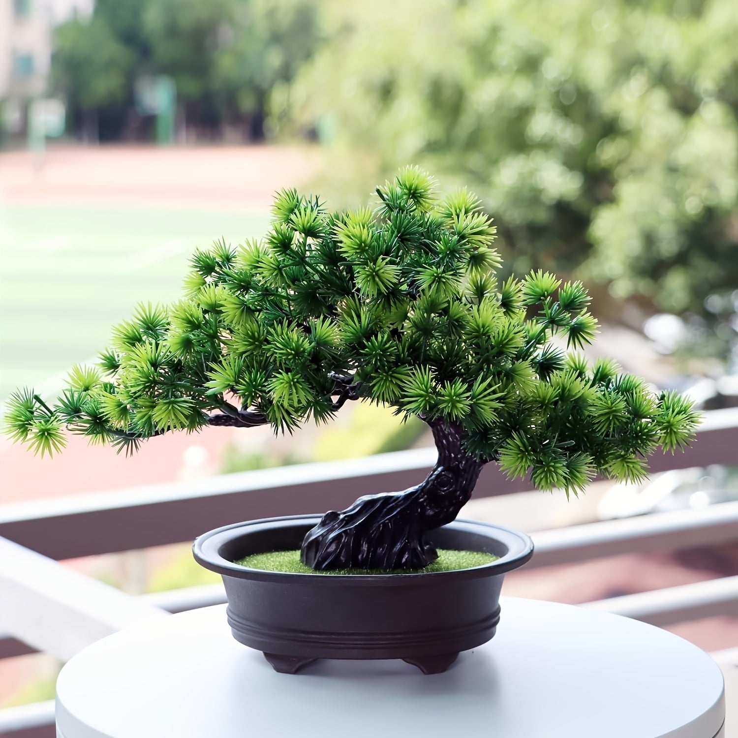 Immergrüner Bonsai -   Mivoza Deutschland
