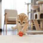 FeatherBounce Katzenspielzeug - 3er-Set -   Mivoza Deutschland