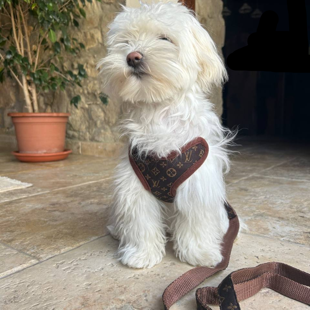 Dog Harness Set with Leash – Soft Chest Ring