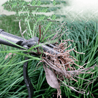 Unkrautentferner mit 4-Zinken-Klaue – Robustes Gartenwerkzeug