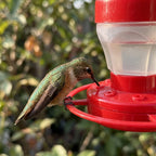 Kolibri-Futterspender mit 8 Futterstellen, Sitzring und Karabinerhaken, 9,8 cm
