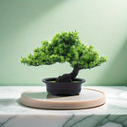 Immergrüner Bonsai -   Mivoza Deutschland