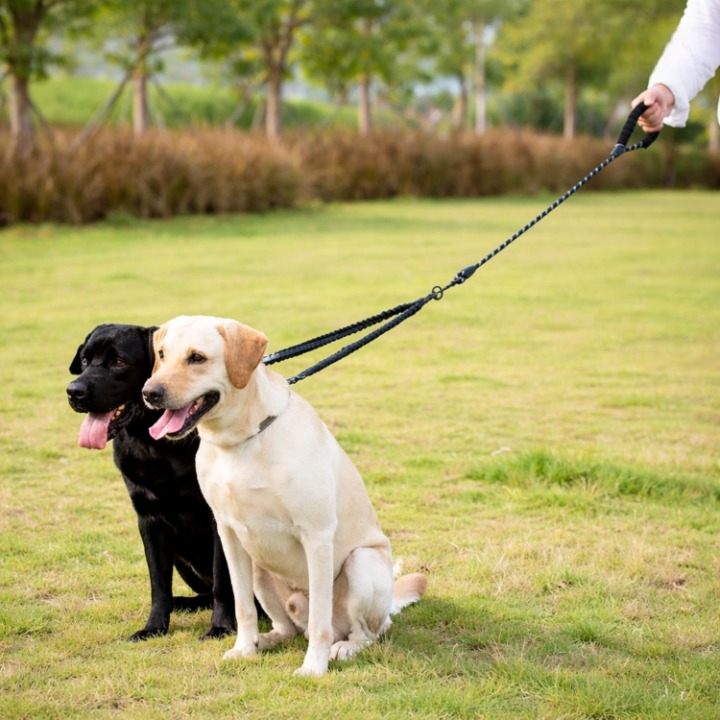 Double leash with 360° swivel – Never tangles again