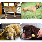 Orthopedic Dog Harness for Hind Legs – Walking Aid for Older Dogs