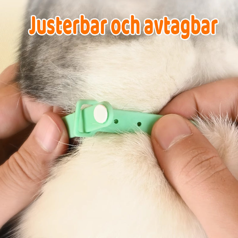 Laser pointer collar with USB charging for cats