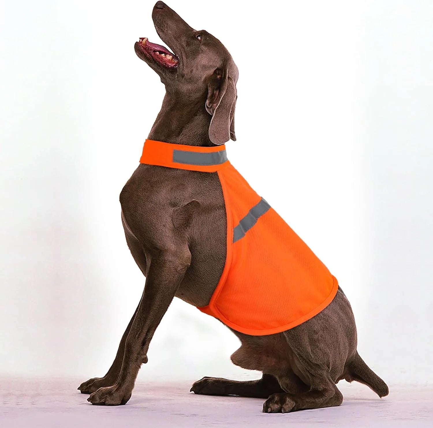 Reflective Safety Vest for Dogs – High Visibility for Evening Walks