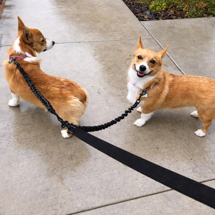 Double leash with 360° swivel – Never tangles again
