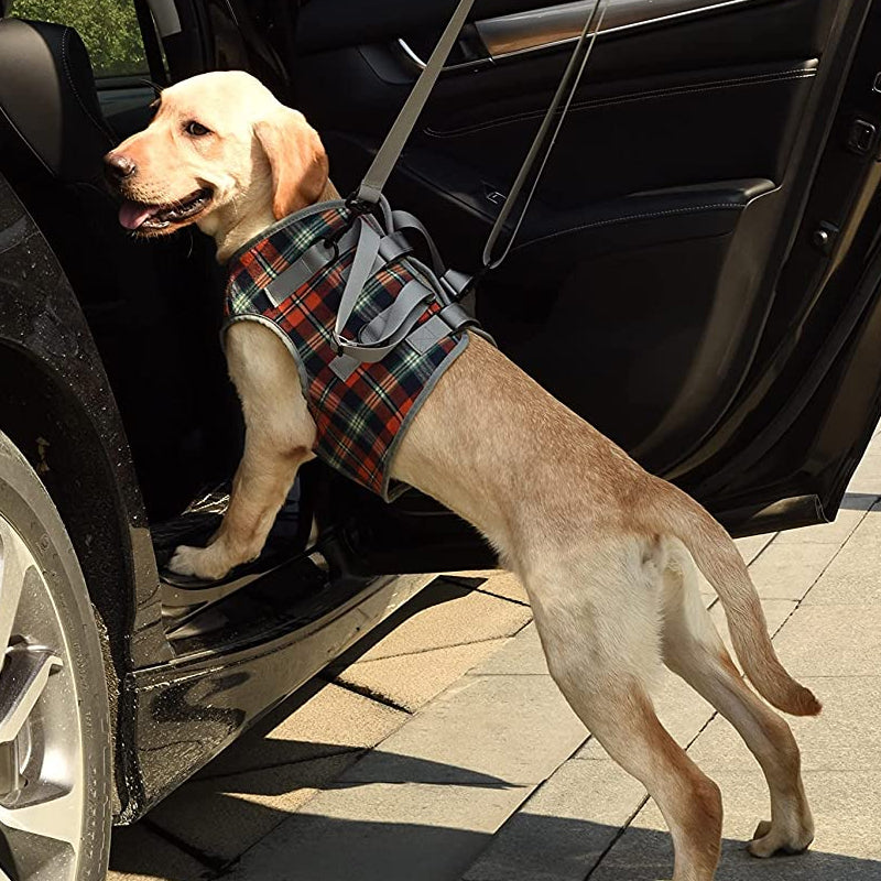 Orthopädische Hundegeschirr Hinterbeine – Gehhilfe für ältere Hunde