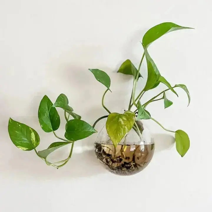 1+1 Gratis | Elegante Glas-Wandvase – Minimalistischer Pflanzenhalter Mivoza Deutschland