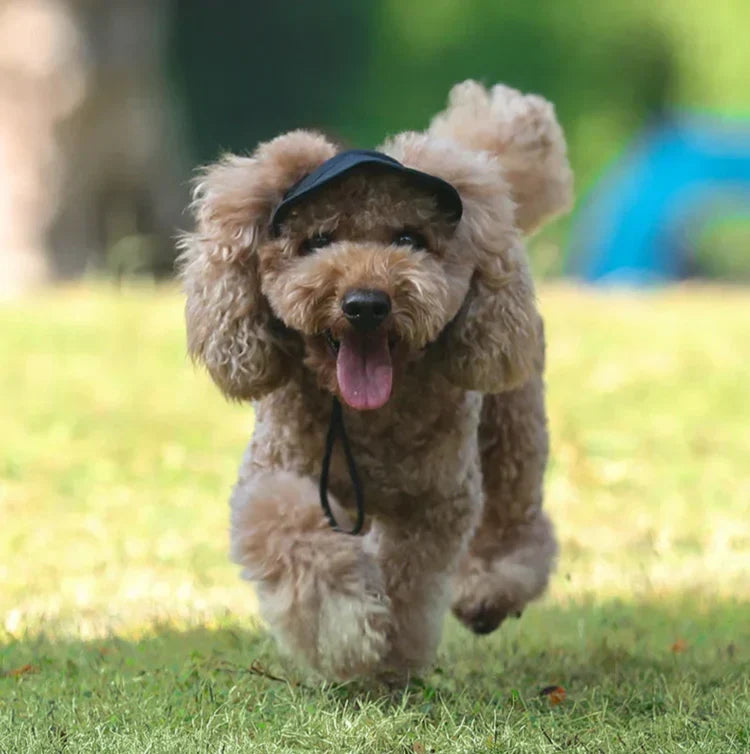 Hundecap mit UV-Schutz und verstellbarem Riemen