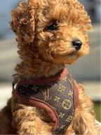 Dog Harness Set with Leash – Soft Chest Ring