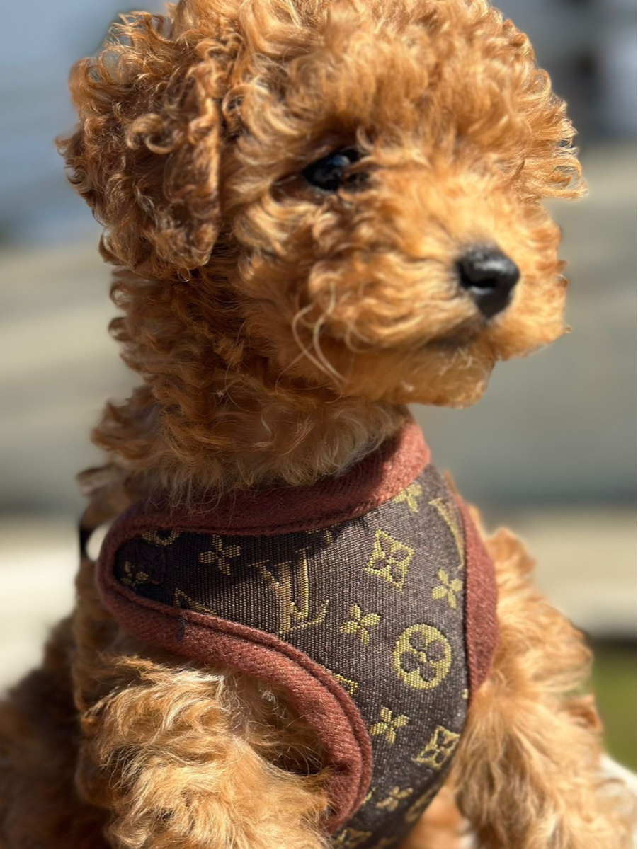 Dog Harness Set with Leash – Soft Chest Ring