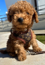 Dog Harness Set with Leash – Soft Chest Ring