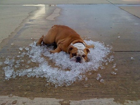 Cooling Mat for Dogs – Self-Cooling and Softly Padded