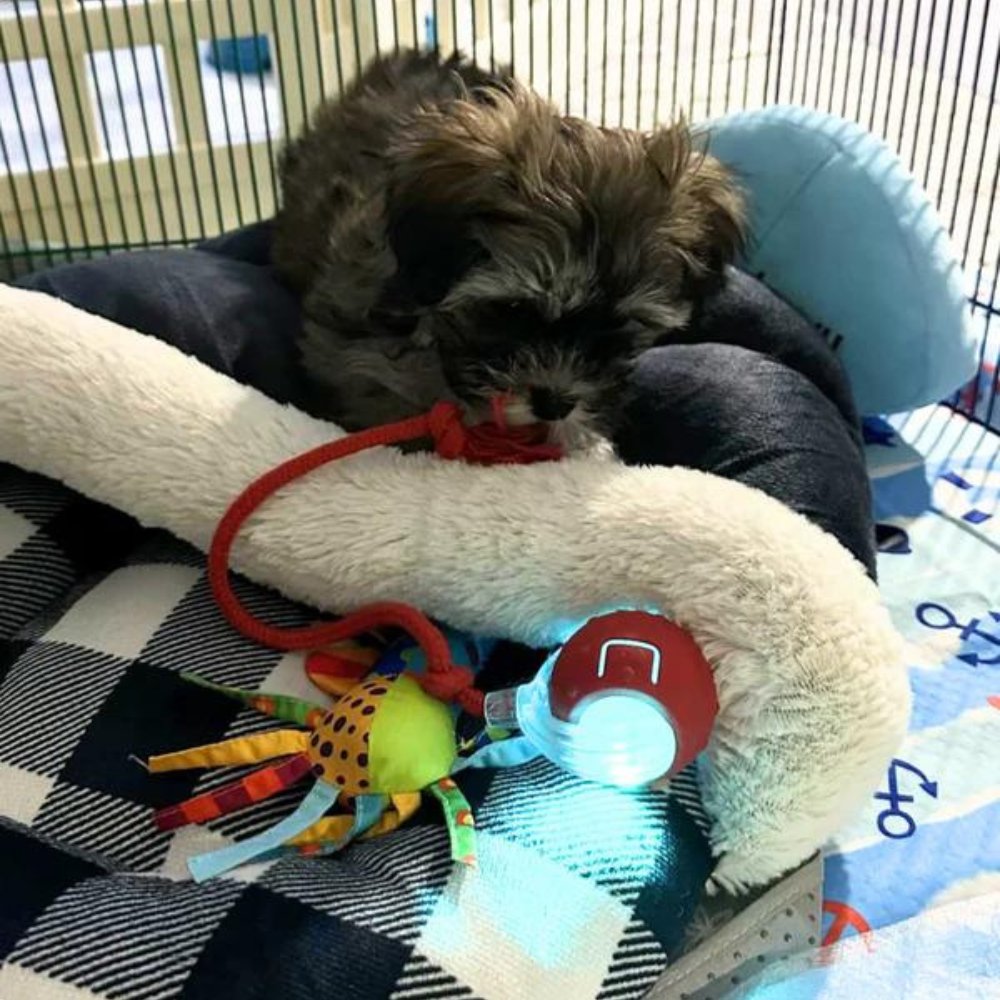 Hundespielzeug Ball mit autonomer Rollbewegung