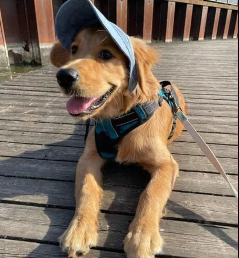 Hundecap mit UV-Schutz und verstellbarem Riemen