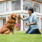 Ultraschall-Hundetrainer gegen Bellen mit LED-Licht