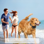 Dog collar with remote control up to 1000m - Finally relaxed walks