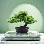 Immergrüner Bonsai -   Mivoza Deutschland