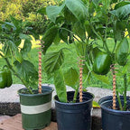 Copper plant stakes 30 cm for natural plant strengthening