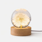 Studio collection image