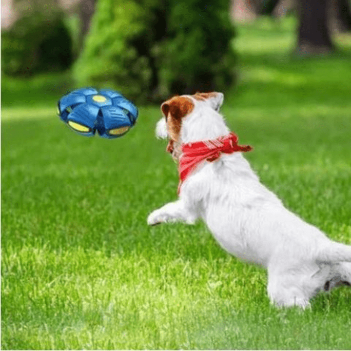 Hundespielzeug Flugscheibe mit Ballform