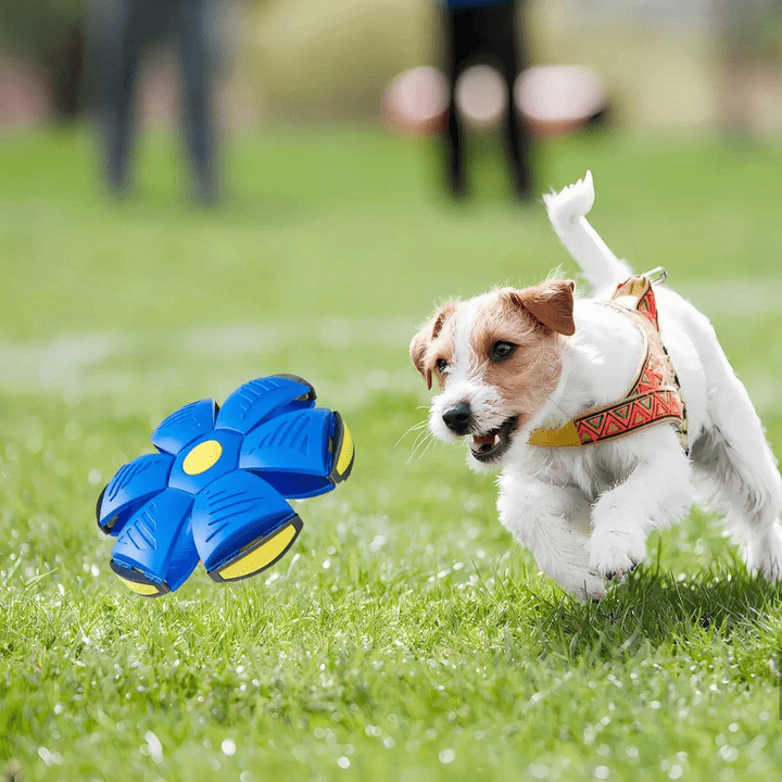 Hundespielzeug Flugscheibe mit Ballform