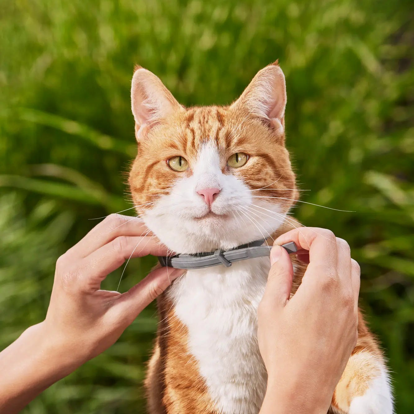 Natürliches Floh- & Zeckenhalsband Hund & Katze – 8 Monate Schutz, wasserdicht