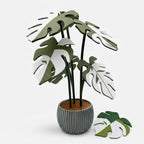 Studio collection image