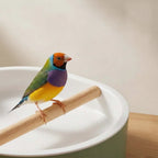 Vogel-Badewanne mit automatischem Wasserfall und Pumpe