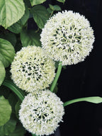 Solar garden stake flower with 3 flower balls