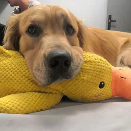 Hundespielzeug Ente mit Quakgeräusch – Interaktiv