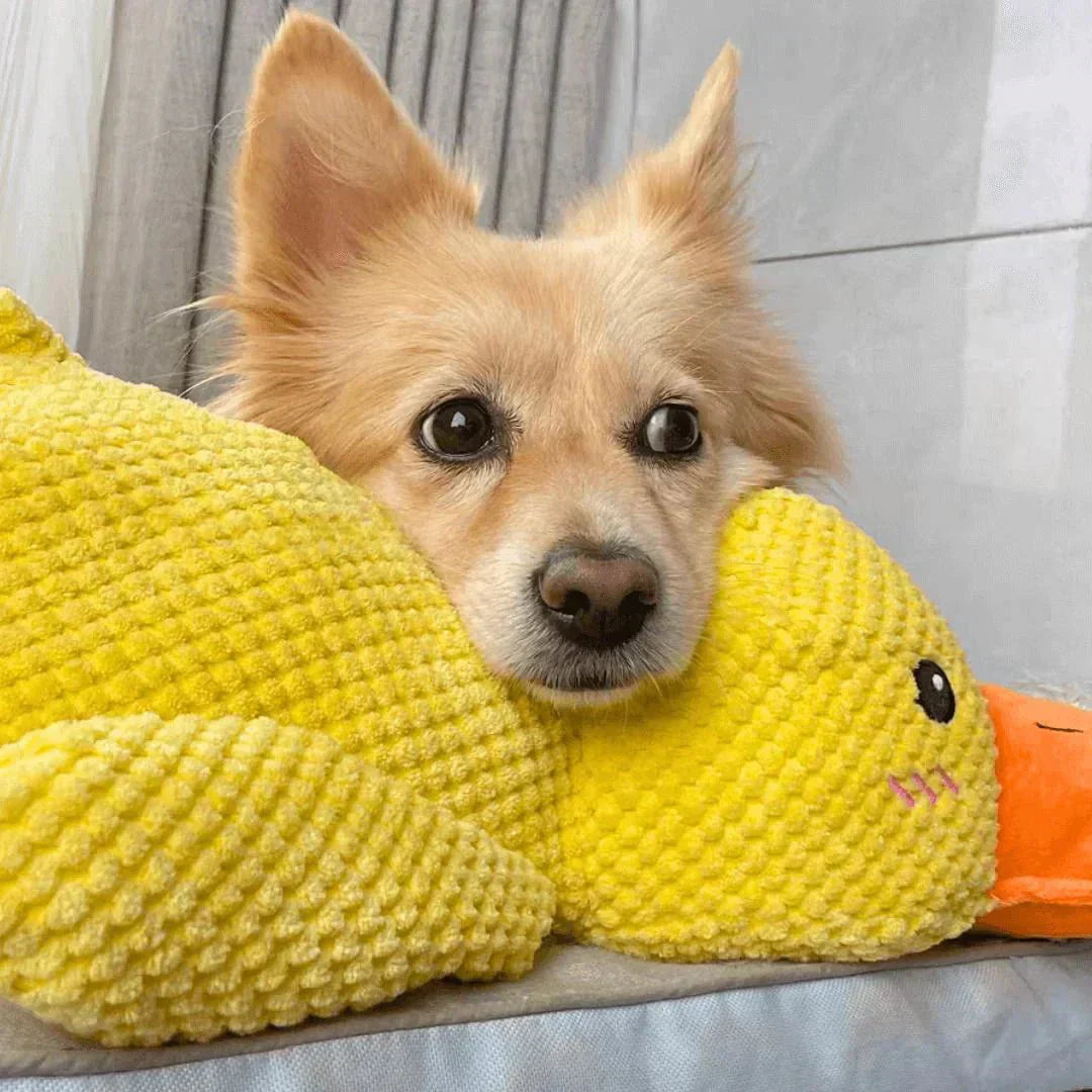 Hundespielzeug Ente mit Quakgeräusch – Interaktiv