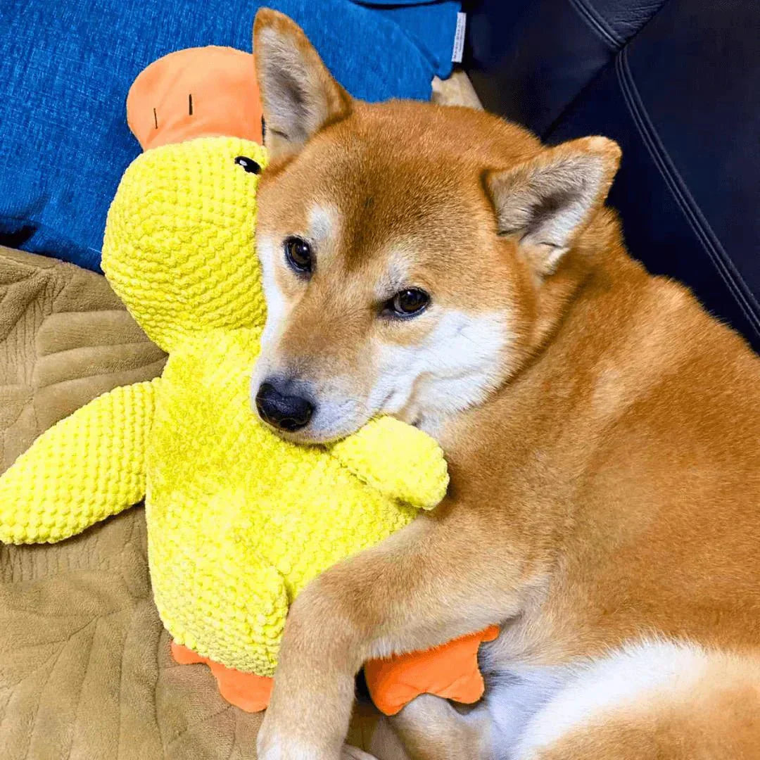 Hundespielzeug Ente mit Quakgeräusch – Interaktiv