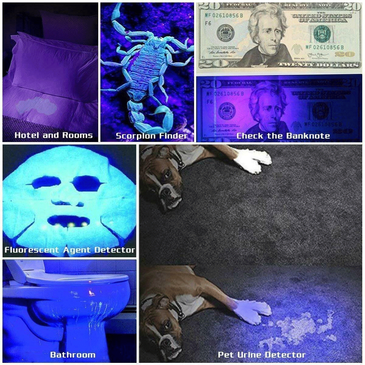 UV flashlight 395nm with LEDs for stain and pest detection