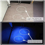 UV flashlight 395nm with LEDs for stain and pest detection
